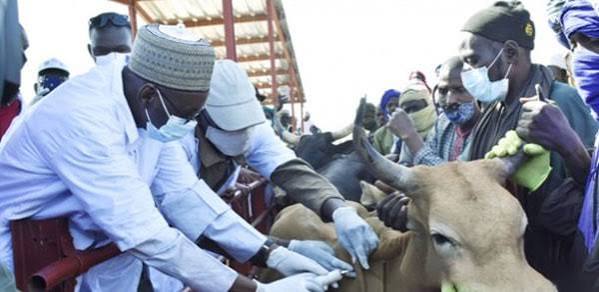 Diourbel : plus de 110 000 bovins ciblés pour la campagne de vaccination 2026-2027